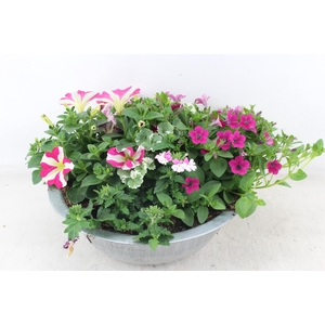 arr4 Outdoor AH - Zink schaal perkgoed L