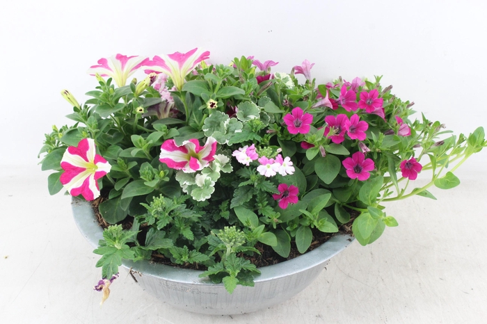 <h4>arr4 Outdoor AH - Zink schaal perkgoed L</h4>