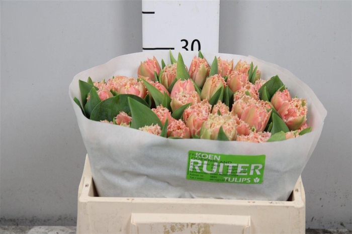 <h4>Tu Fr Queensland</h4>