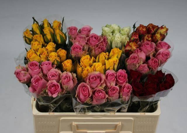 <h4>R KL GEM IN FUST</h4>