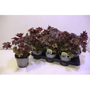 Heuch Mi Palace Purp