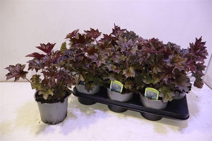 <h4>arr8 Heuch Mi Palace Purp</h4>