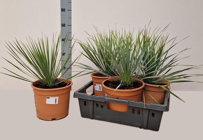 <h4>YUC ROSTRATA</h4>