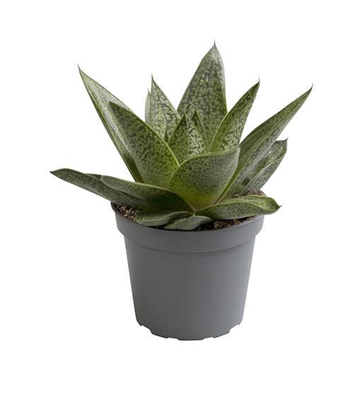 <h4>ALOE HYBRID P6 D.TIGA</h4>