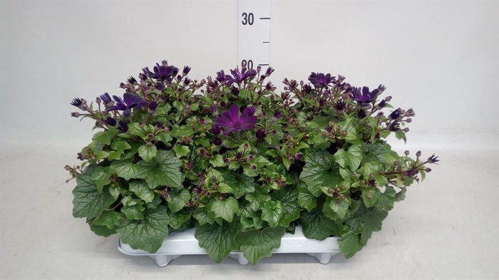 <h4>Senecio   ...</h4>