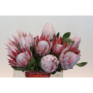 Protea Cynaroides