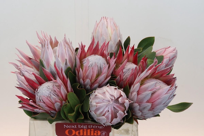 Protea Cynaroides