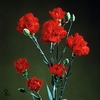 Adina 32