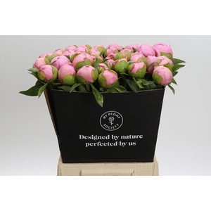 Paeonia Angel Cheeks