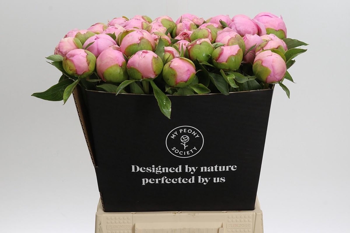 <h4>Paeonia Angel Cheeks</h4>