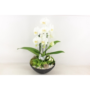 arr2 PL - Ebbischaal x2 phal. wit