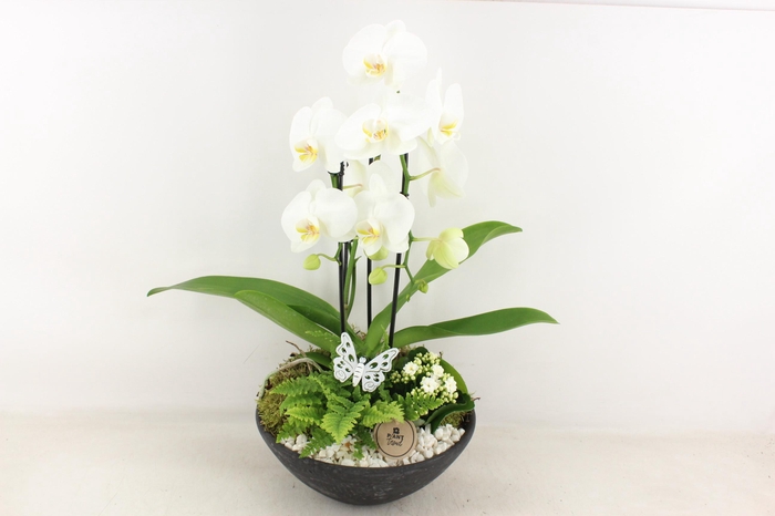 <h4>arr2 PL - Ebbischaal x2 phal. wit</h4>