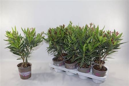 <h4>Nerium Oleander 4 Branche</h4>