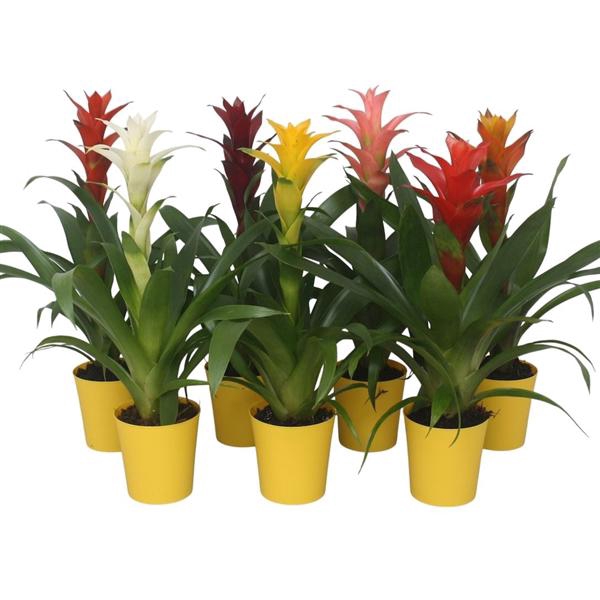 <h4>Guzmania mix in gele kunststof pot</h4>