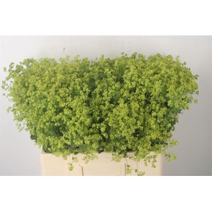 Alchemilla M Robustica