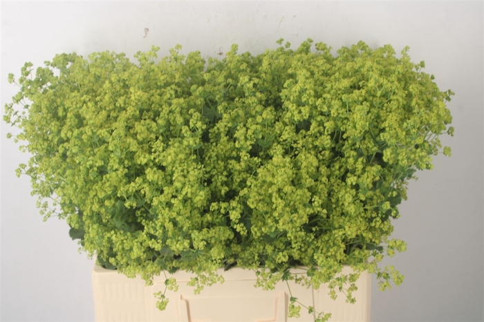 <h4>Alchemilla M Robustica</h4>