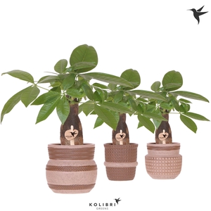Kolibri Greens Pachira in Ethnic pot sand mix