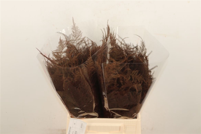 Asp Kbh Kort Bordeaux