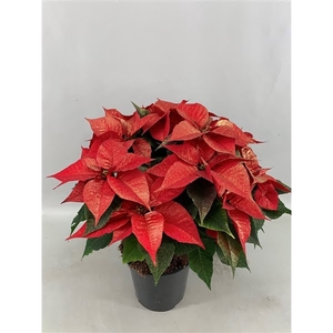 Poinsettia Christmas Feelings Red Glitter 12 + schermen