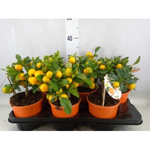 Citrofortunella microcarpa