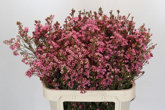 Chamelaucium Sarah's Delight