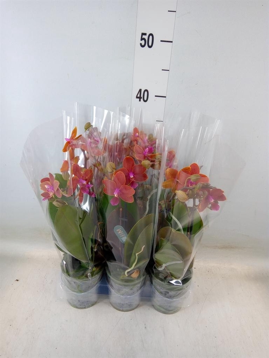 <h4>Phalaenopsis multi. ...</h4>