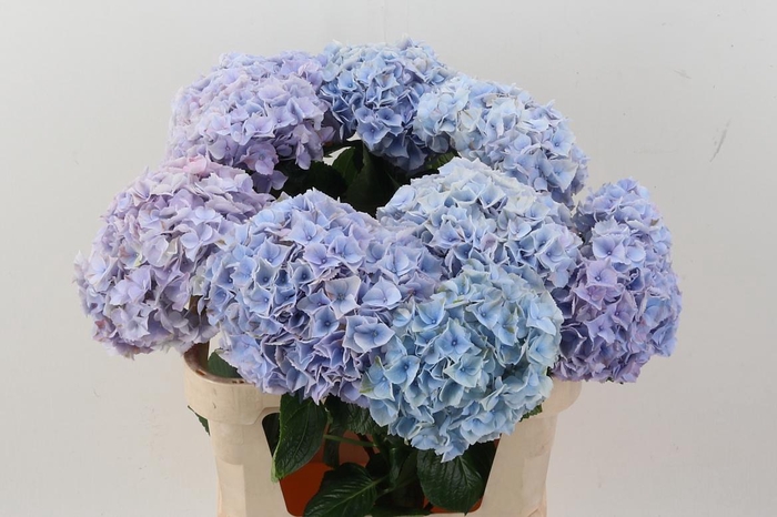 <h4>Hydr M My Minerva</h4>