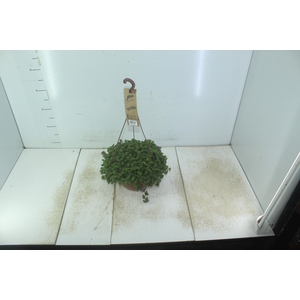 ASPARGO ALFINETE C21
