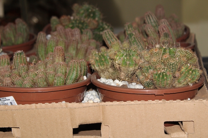 <h4>CACTUS VARIADO C18</h4>