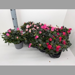 AZALIA 4 KLEUREN