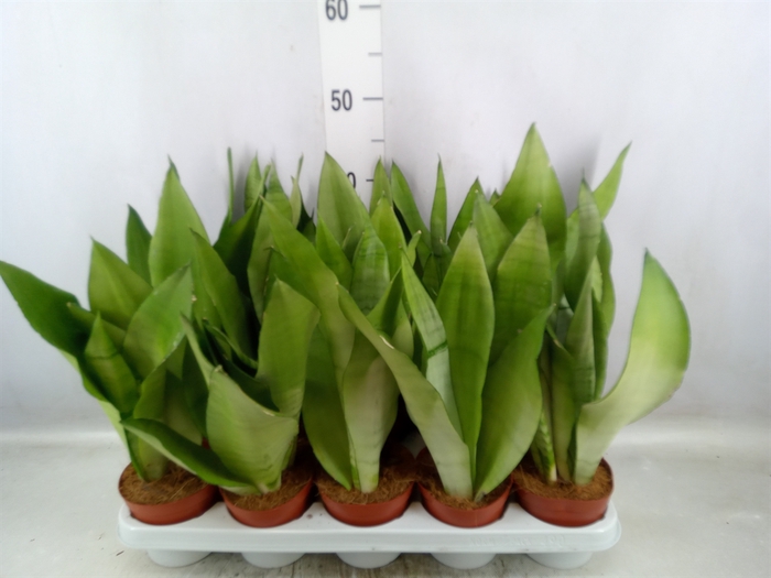 <h4>Sansevieria trifa. 'Moonshine'</h4>