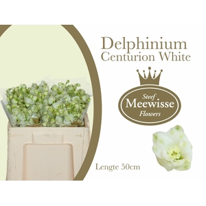 Delphinium Centurion White