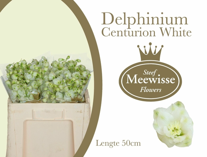 <h4>Delphinium Centurion White</h4>