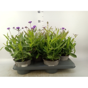 Verbena rigida
