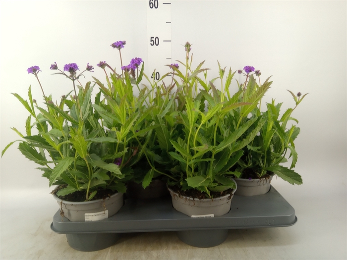 <h4>Verbena rigida</h4>