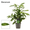 Dracaena Surculosa 12 cm (Decorum)