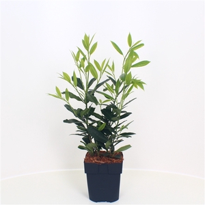 Prunus laurocerasus 'Herbergii' P17