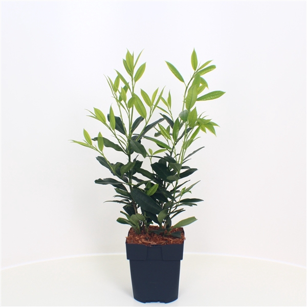 <h4>Prunus laurocerasus 'Herbergii' P17</h4>