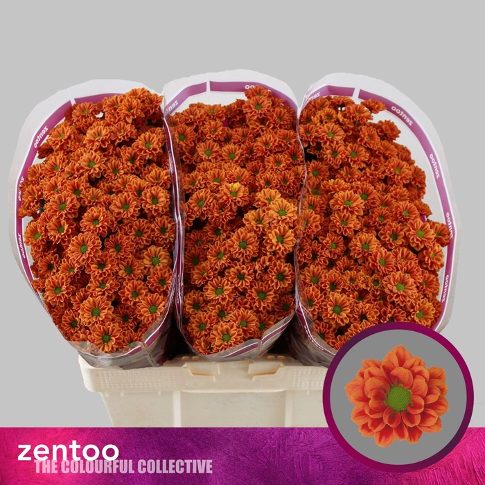 <h4>Chr San Melissa Light Orange</h4>