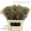 Chamelaucium Nir