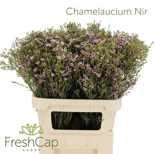 Chamelaucium Nir