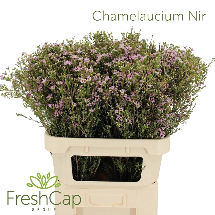 <h4>Chamelaucium Nir</h4>