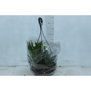 SAMAMBAIA JAMAICA C21