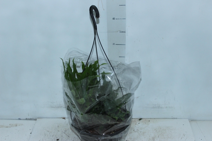 SAMAMBAIA JAMAICA C21