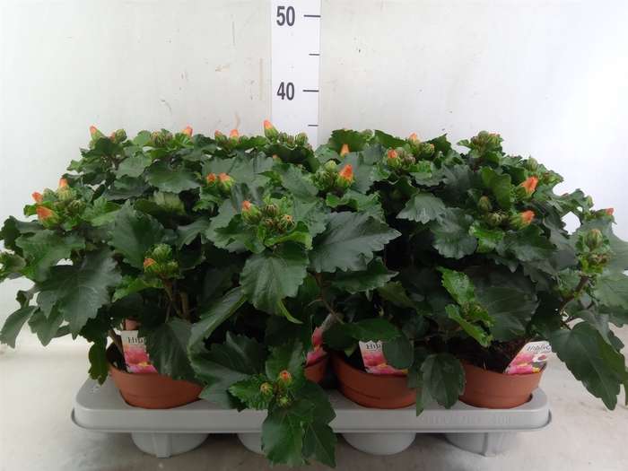 <h4>Hibiscus rosa-sin.   ...</h4>