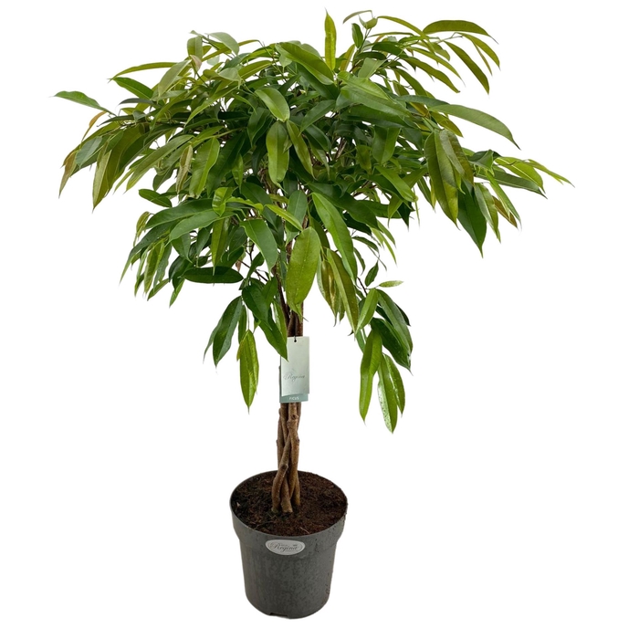 <h4>Ficus binn. 'Amstel King'</h4>