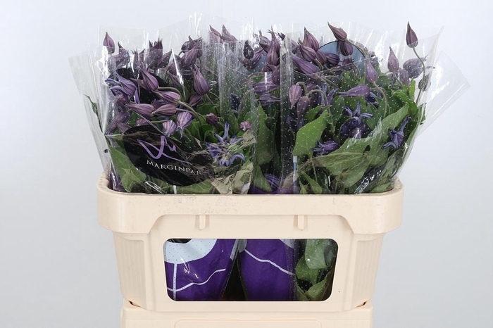 <h4>Clem Amazing Sydney</h4>