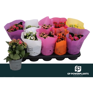 KAL GE PERF GEM 6 KL