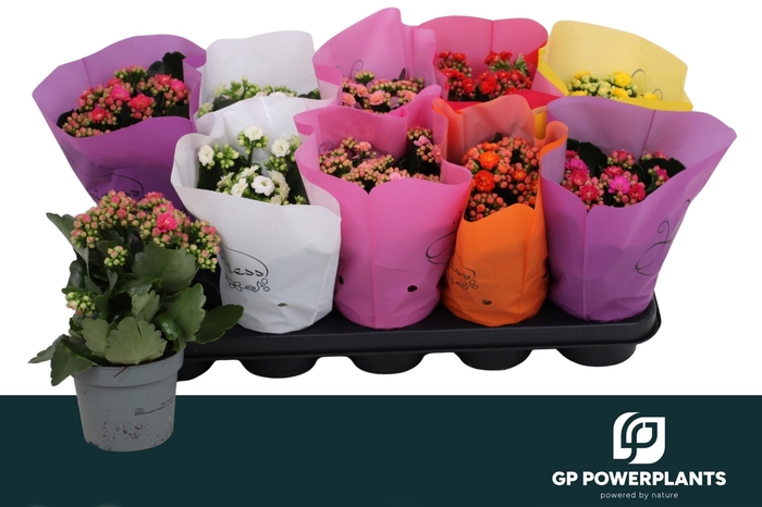 <h4>KAL GE PERF GEM 6 KL</h4>