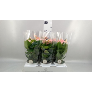 Anthurium andr. 'Spirit'